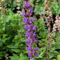 Salvia nemorosa 'Ostfriesland'